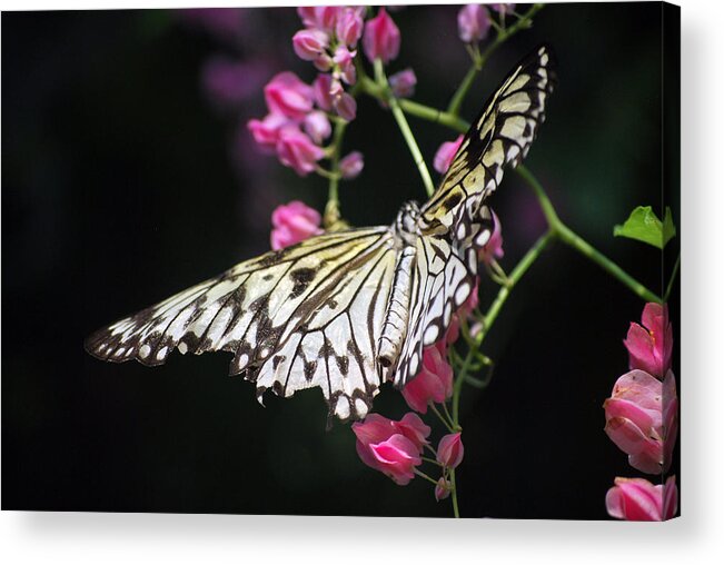 Pink Flower Acrylic Print featuring the photograph Tilted Pink by Amee Cave