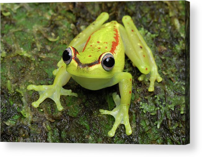 Mp Acrylic Print featuring the photograph Tree Frog Hyla Rubracyla, Colombia by Thomas Marent