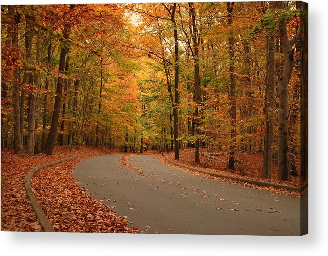 Autumn Acrylic Print featuring the photograph Trees Of Autumn - Holmdel Park by Angie Tirado