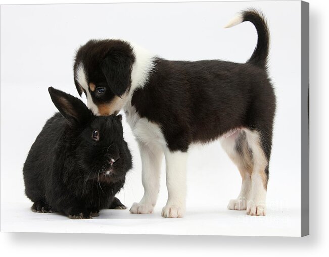 Tricolor Border Collie Pup Acrylic Print featuring the photograph Tricolor Border Collie Pup With Black by Mark Taylor