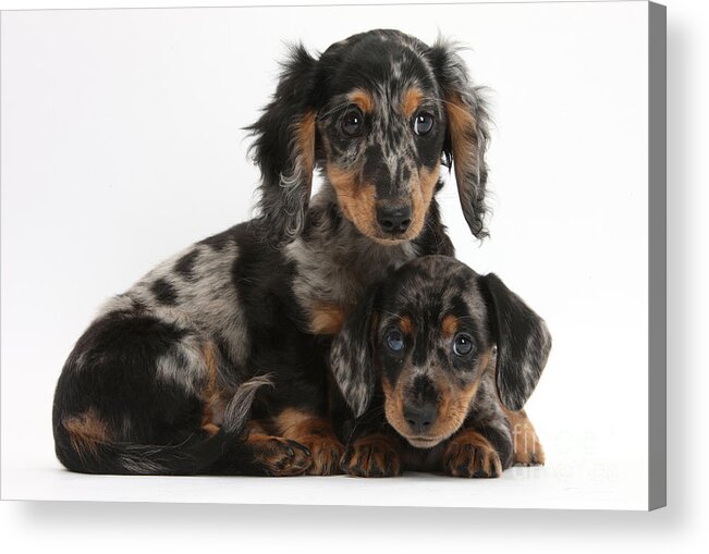 Dachshund Acrylic Print featuring the photograph Tricolor Dachshund Puppies by Mark Taylor