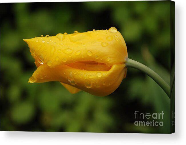 Tulip Acrylic Print featuring the photograph Tulip With Raindrops 2 by Grace Grogan