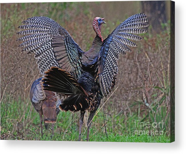 Bird Acrylic Print featuring the photograph Turkey Revelation by Larry Nieland