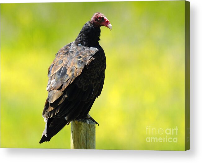 Bird Acrylic Print featuring the photograph Turkey Vulture by Dennis Hammer