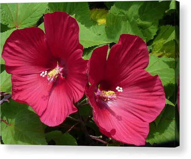 Flowers Acrylic Print featuring the photograph Twins of Beauty by Jeanette Oberholtzer