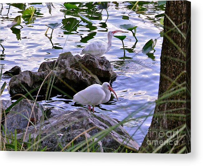 Ibis Acrylic Print featuring the photograph Two Of A Kind by Carol Bradley