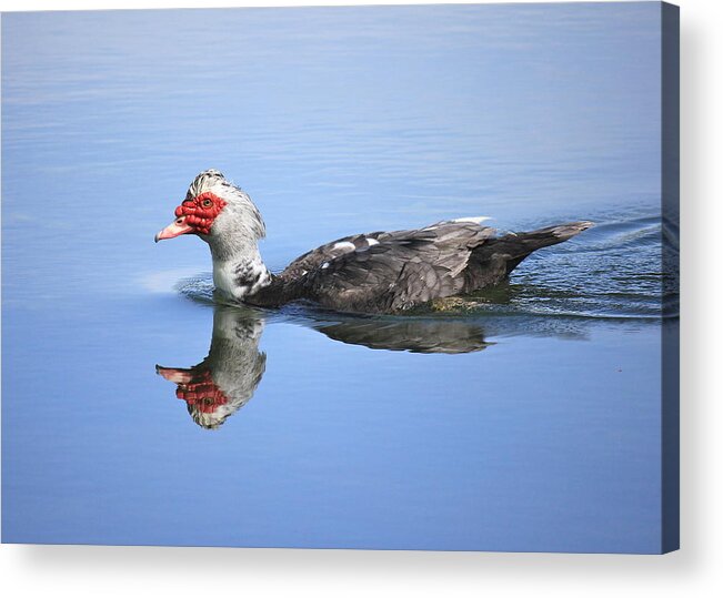 Muscovy Duck Acrylic Print featuring the photograph Ugly Duckling by Penny Meyers
