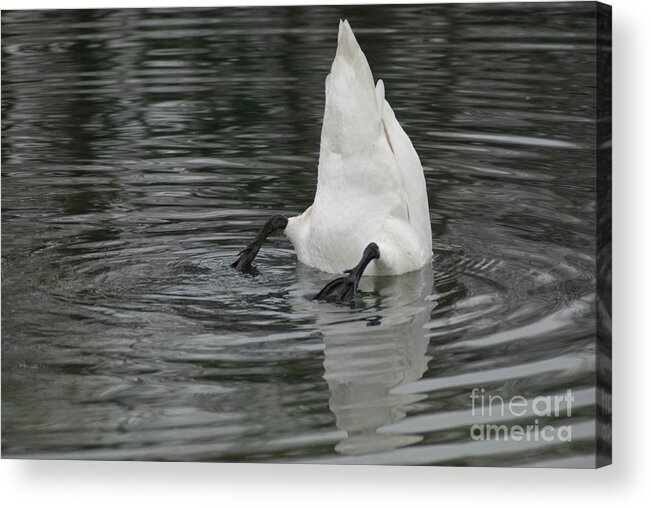 Black And White Photograph Acrylic Print featuring the photograph Upside Down by Charles Lupica