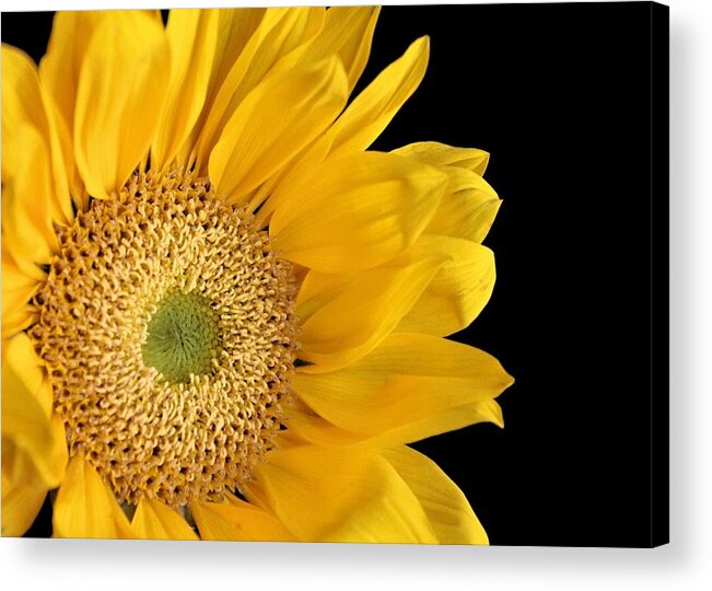 Sunflower Acrylic Print featuring the photograph Waking Up by Elizabeth Budd