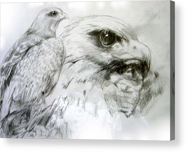 Eagle Acrylic Print featuring the drawing Watching by Alice Chen