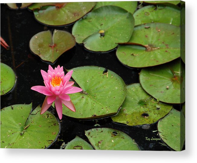 Pink Water Lily Acrylic Print featuring the photograph Water Lily by Kay Lovingood