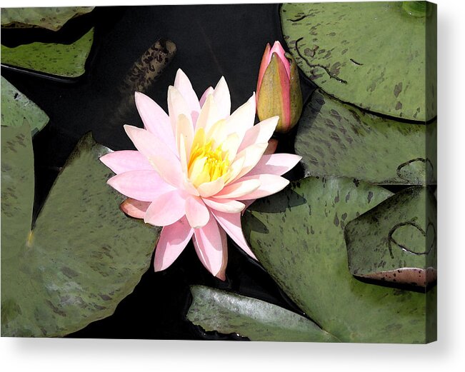 Pink Acrylic Print featuring the photograph Water Lily by Milena Ilieva
