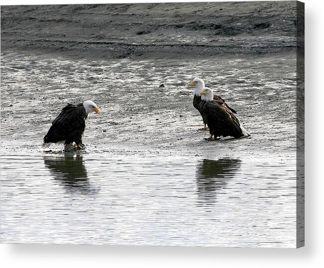 Bald Eagles Acrylic Print featuring the digital art We need to have a talk by Carrie OBrien Sibley