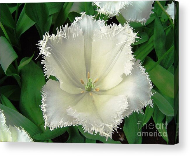 Tulip Acrylic Print featuring the photograph White Tulip by Amalia Suruceanu