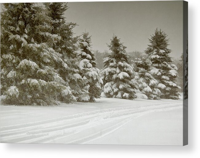 Pines Acrylic Print featuring the photograph Winter Trees by Cathy Kovarik