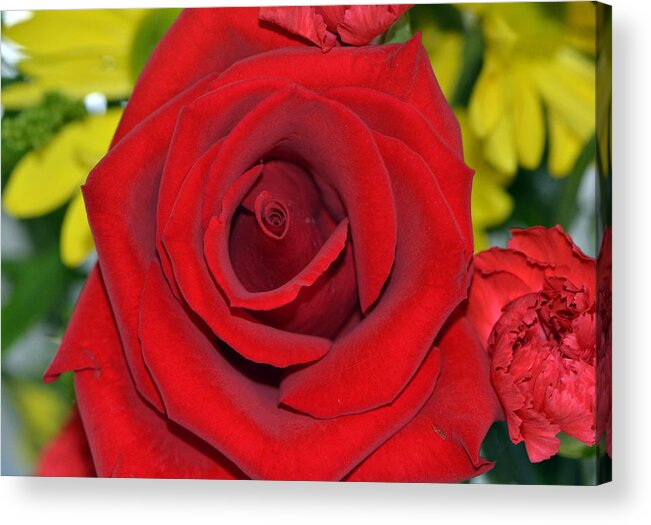 Red Rose Acrylic Print featuring the photograph With All My Love...... by Tanya Tanski