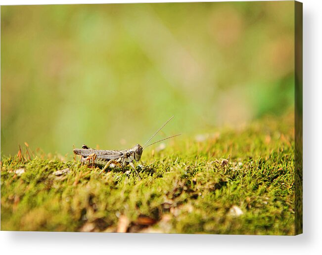 Grasshopper Acrylic Print featuring the photograph Young grasshopper by Kelley Nelson