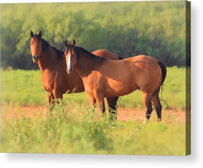Horse Acrylic Print featuring the photograph Two Horses Watching by Elizabeth Budd