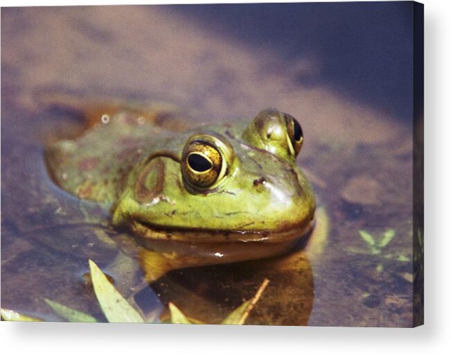 Frog Acrylic Print featuring the photograph 072606-3 by Mike Davis