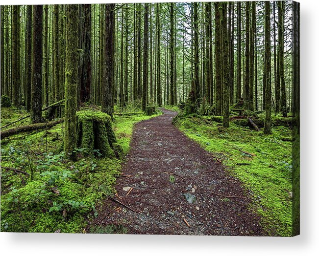 Alex Lyubar Acrylic Print featuring the photograph All covered with green moss magic forest by Alex Lyubar