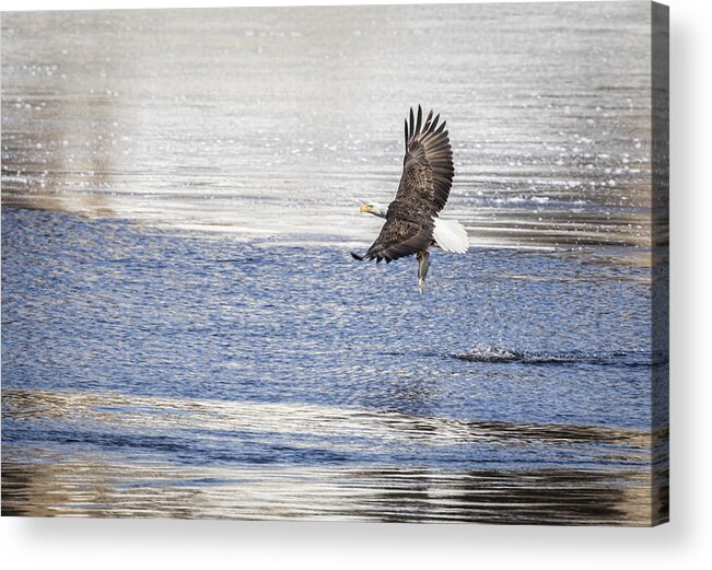American Bald Eagle Acrylic Print featuring the photograph American Bald Eagle 2015-22 #1 by Thomas Young