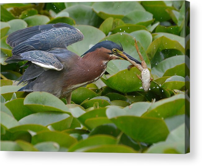 Green Heron Acrylic Print featuring the photograph Appetizer #1 by Fraida Gutovich