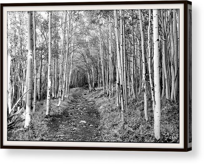 Aspen Acrylic Print featuring the photograph Aspen Forest #1 by Farol Tomson