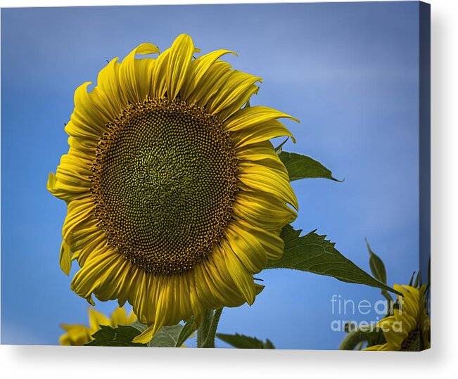 Sunflower Acrylic Print featuring the photograph Blowing In The Wind #1 by Janice Pariza