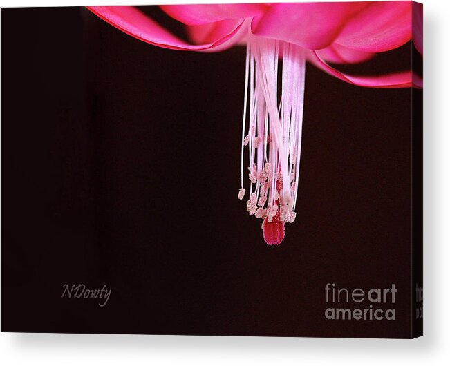 Christmas Cactus Stamen Acrylic Print featuring the photograph Christmas Cactus Stamen #2 by Natalie Dowty