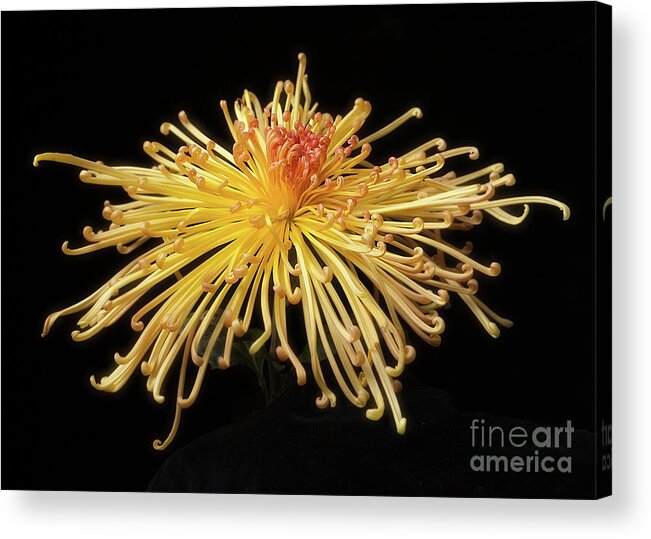 Flower Acrylic Print featuring the photograph Chrysanthemum 'Lava' #1 by Ann Jacobson