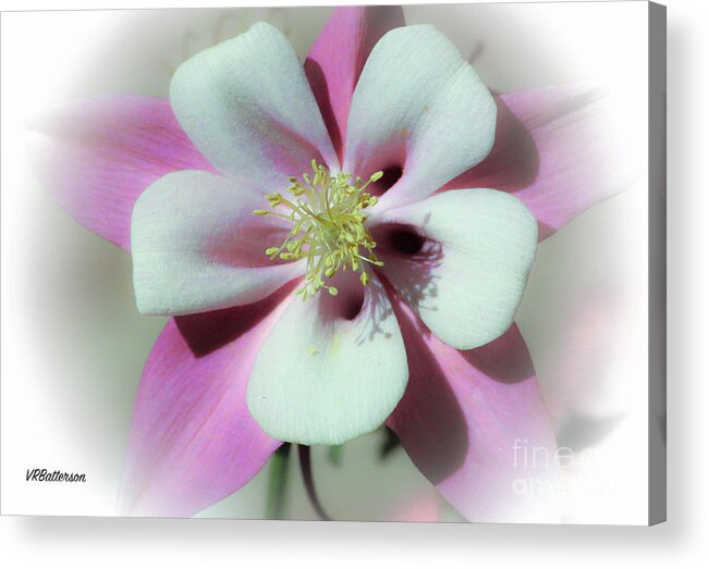 Columbine Acrylic Print featuring the photograph Columbine #1 by Veronica Batterson