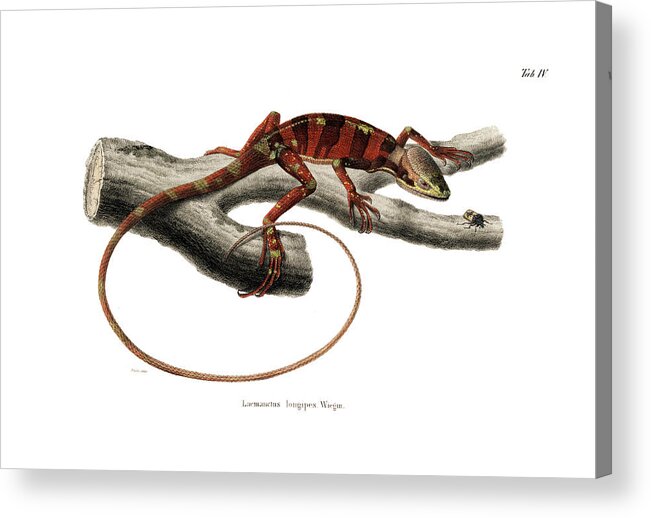Reptiles Acrylic Print featuring the drawing Eastern Casquehead Iguana, Laemanctus longipes #1 by Carl Wilhelm Pohlke