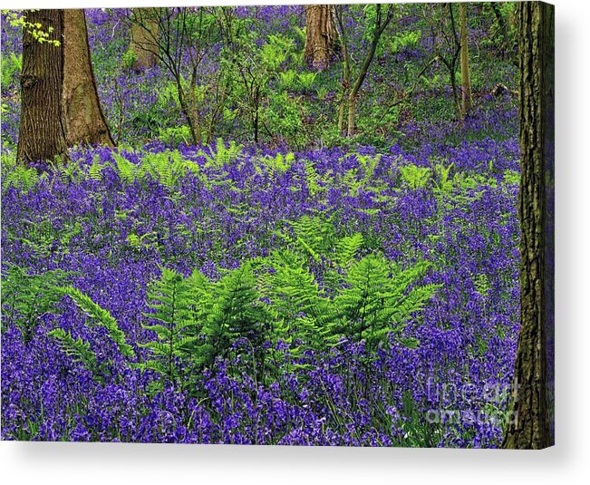 English Bluebell Wood Acrylic Print featuring the photograph English Bluebell Woodland #1 by Martyn Arnold