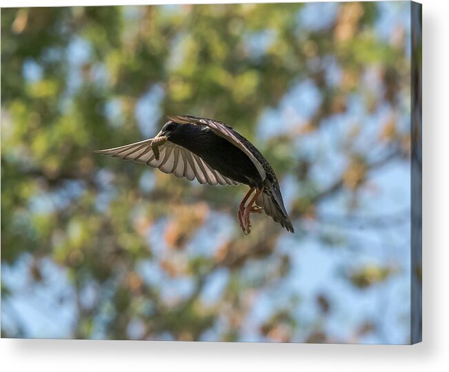 Starling Acrylic Print featuring the photograph European Starling  #1 by Holden The Moment