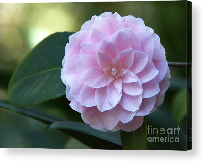 Flower Acrylic Print featuring the photograph Geometry #1 by Dan Holm