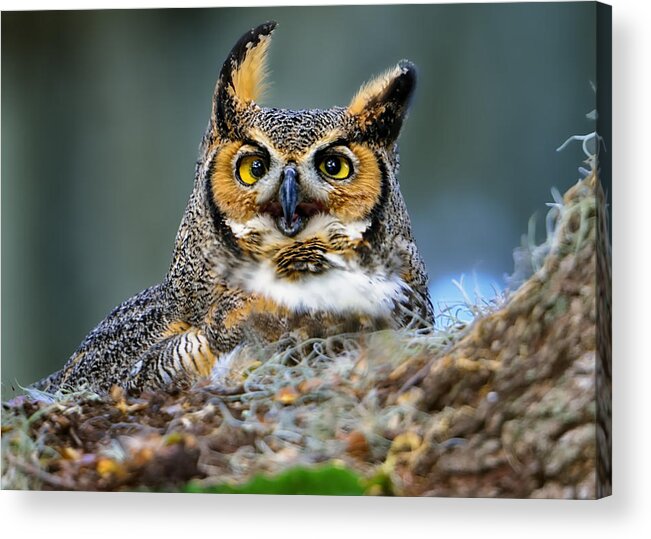 Great Horned Acrylic Print featuring the photograph Great Horned Owl #1 by Bill Dodsworth