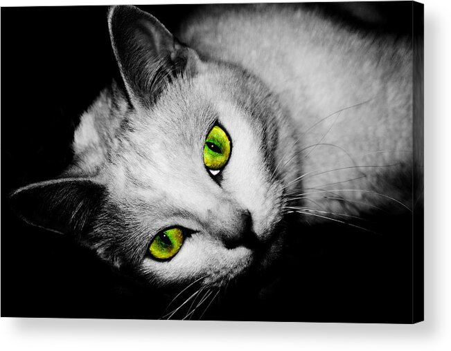 Cats Acrylic Print featuring the photograph Green Eyes by Angie Tirado