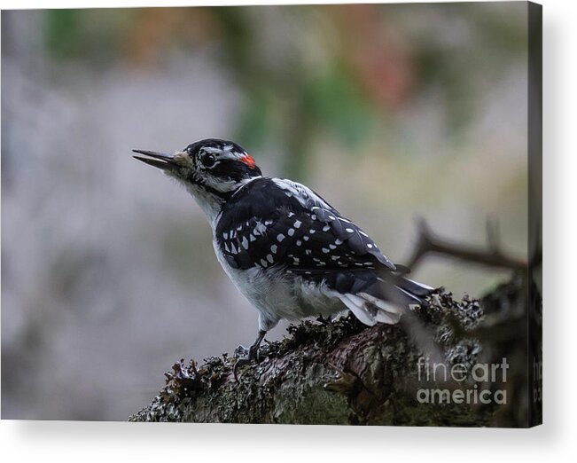 Hairy Woodpecker Acrylic Print featuring the photograph Hairy #2 by Eva Lechner