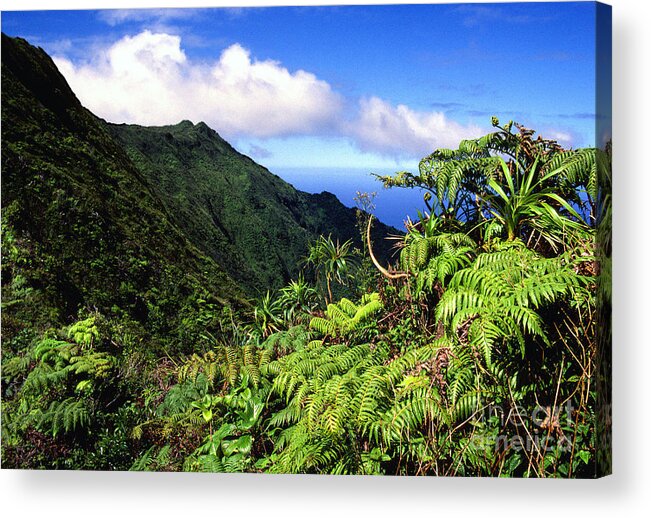 Hapu Tree Ferns Acrylic Print featuring the photograph Koolau Summit Trail #4 by Thomas R Fletcher