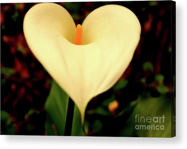 Lily Acrylic Print featuring the photograph Lily of the Valley #1 by Cassandra Buckley