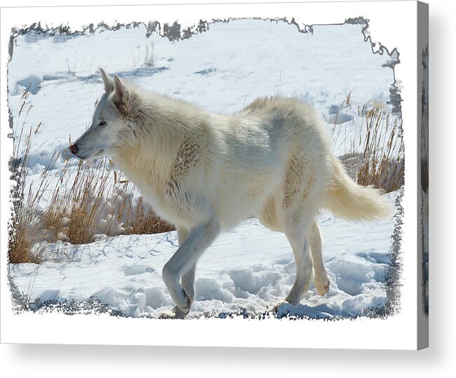 Lone White Wolf Acrylic Print featuring the photograph Lone White Wolf by OLena Art