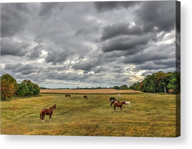 Horses Acrylic Print featuring the photograph Maryland Pastures #1 by Patrick Wolf