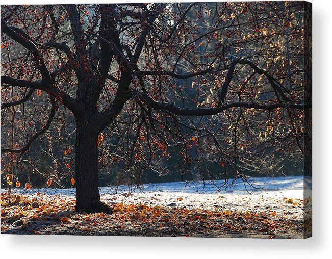 rancho San Rafael Acrylic Print featuring the photograph My Favorite Tree #1 by Janis Knight