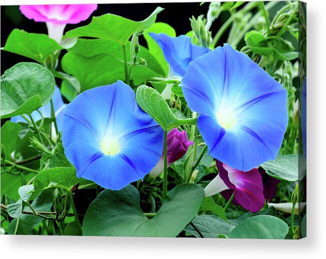 Flower Acrylic Print featuring the photograph My morning glory #1 by Camille Lopez