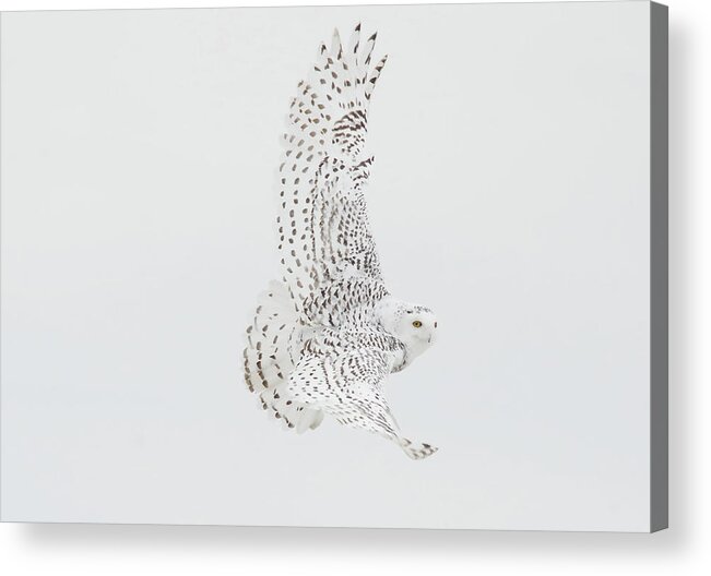 Snowy Owl Acrylic Print featuring the photograph On The Move. #1 by Evelyn Garcia
