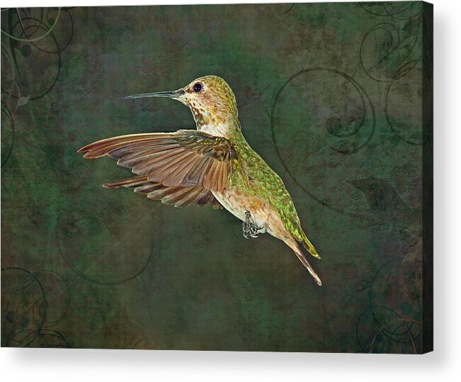 Hummingbird Acrylic Print featuring the photograph Only in the Moment #1 by Theo O'Connor