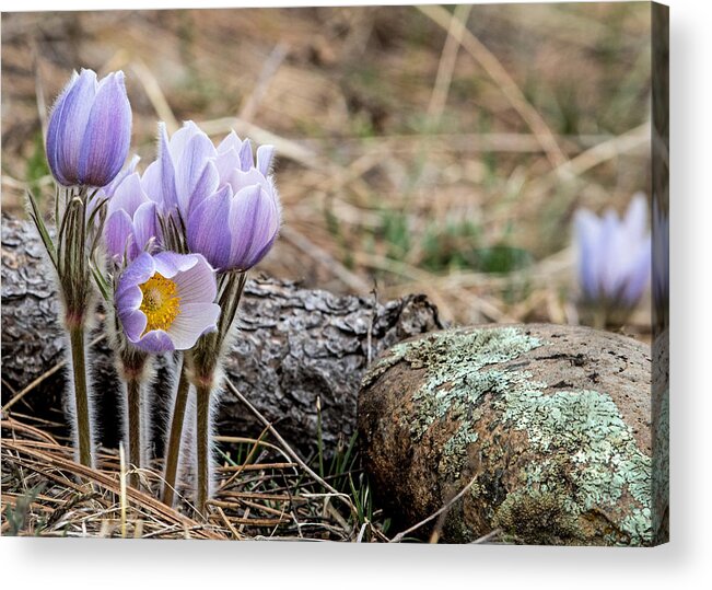 Pasque Acrylic Print featuring the photograph Pasque Flower #1 by Dawn Key