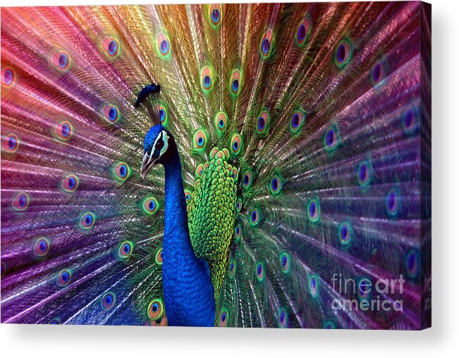 Beauty Acrylic Print featuring the photograph Peacock by Hannes Cmarits