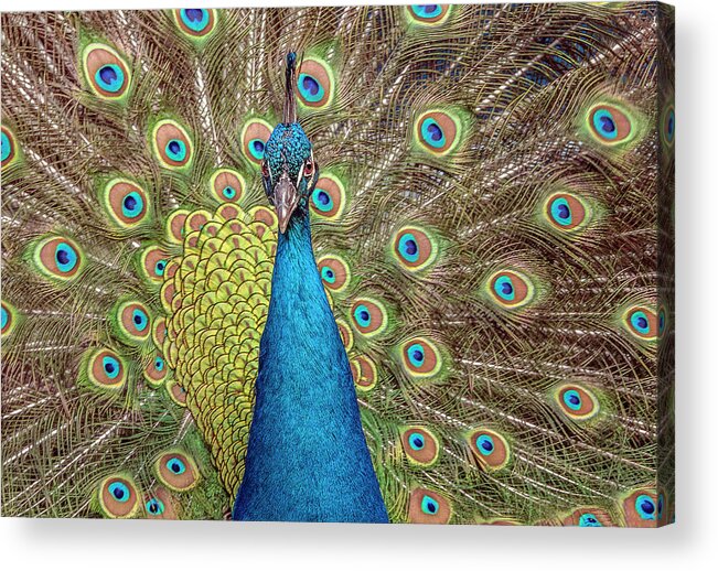 Peacock Acrylic Print featuring the photograph Peacock Splendor #1 by William Bitman