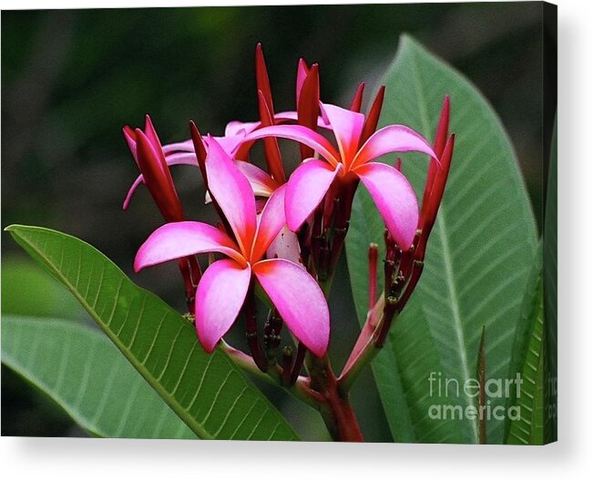 Plumeria Flower Acrylic Print featuring the photograph Plumeria Flowers 4 #1 by Gregory E Dean
